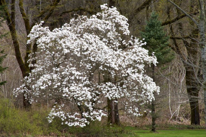 photo by Josh Scholten