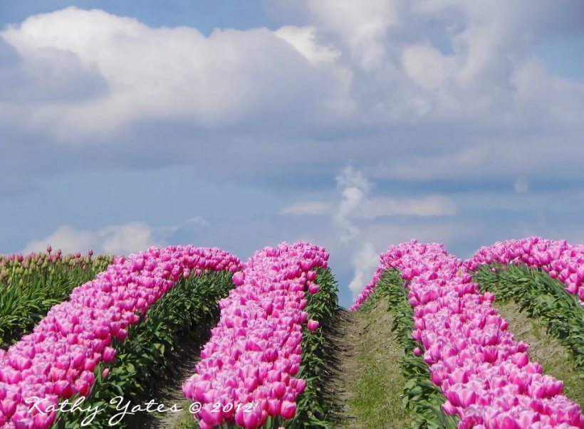 photo by Kathy Yates