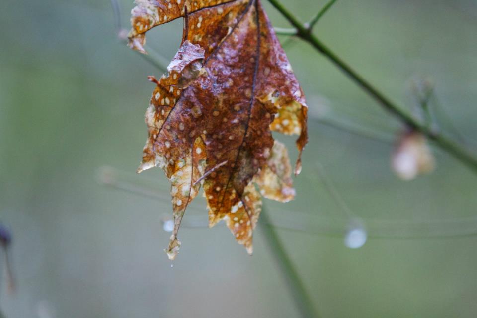 photo by Josh Scholten