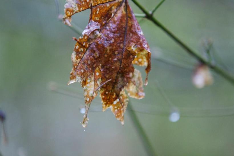 photo by Josh Scholten