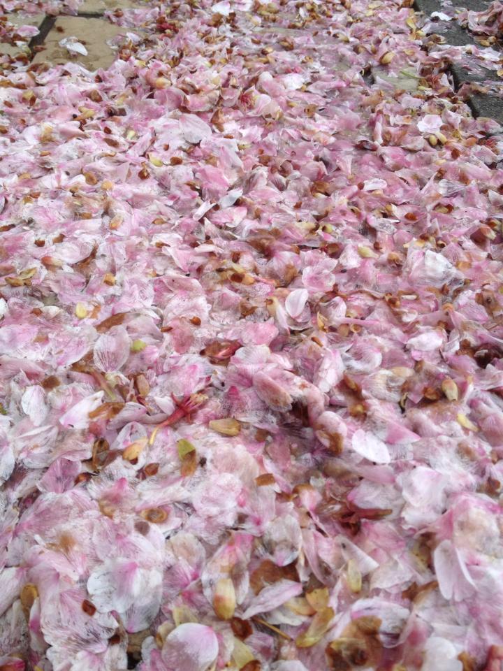 photo by Nate Gibson