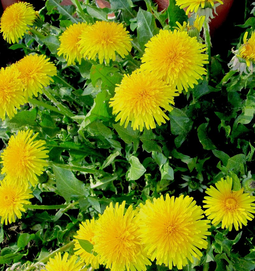 dandylions