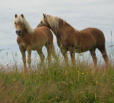 photo by Emily Dieleman