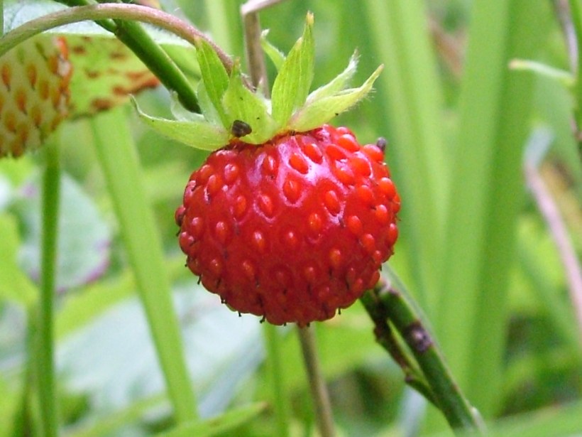 wild-strawberry