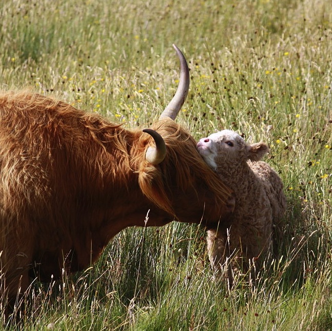 1280px-HighlandCowAndCalf2