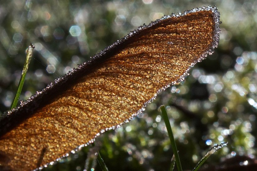 photo by Josh Scholten