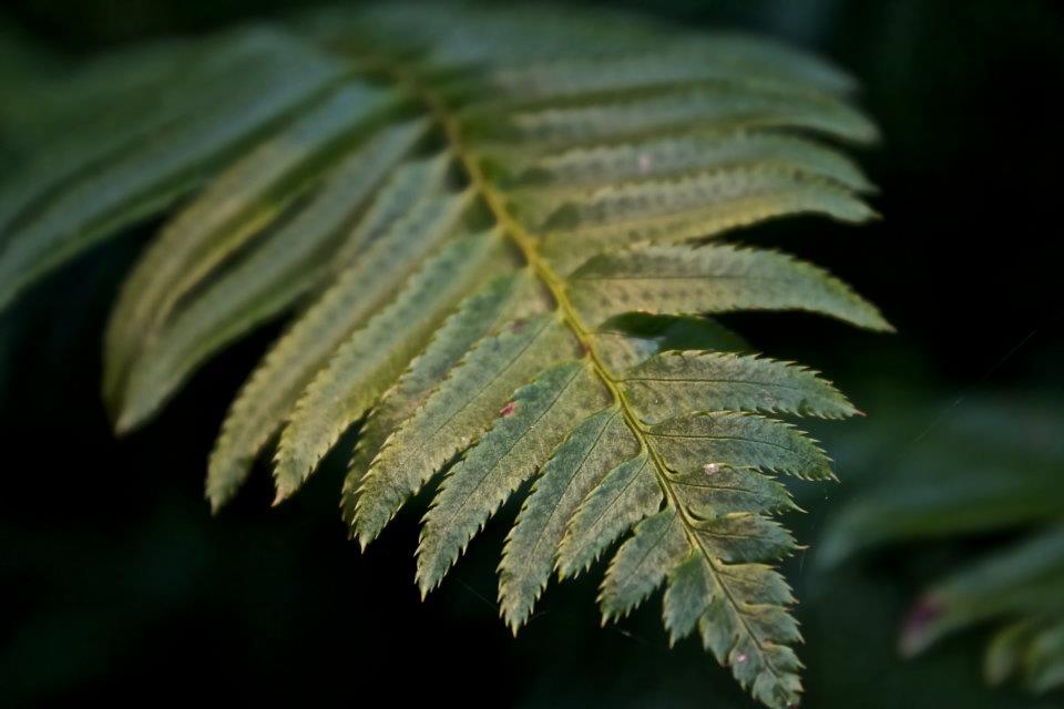 photo by Josh Scholten