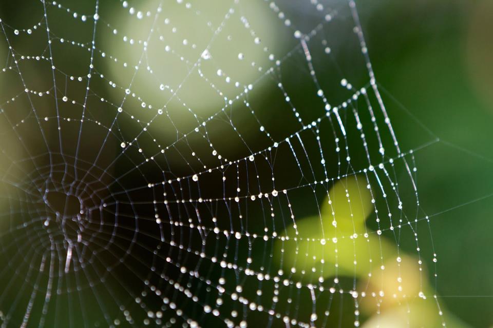 photo by Josh Scholten