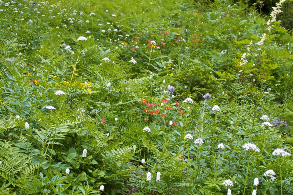 photo by Josh Scholten