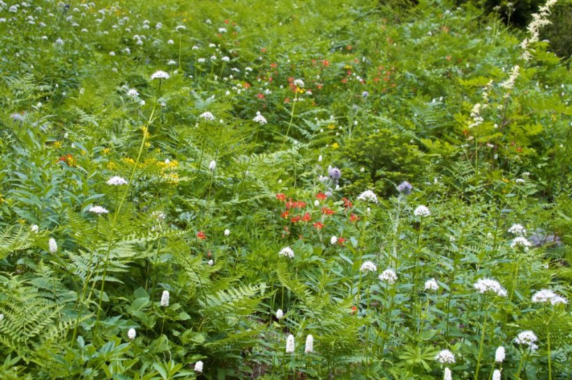 photo by Josh Scholten