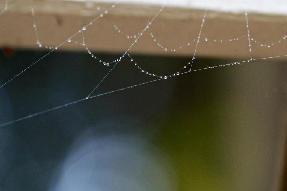 photo by Josh Scholten