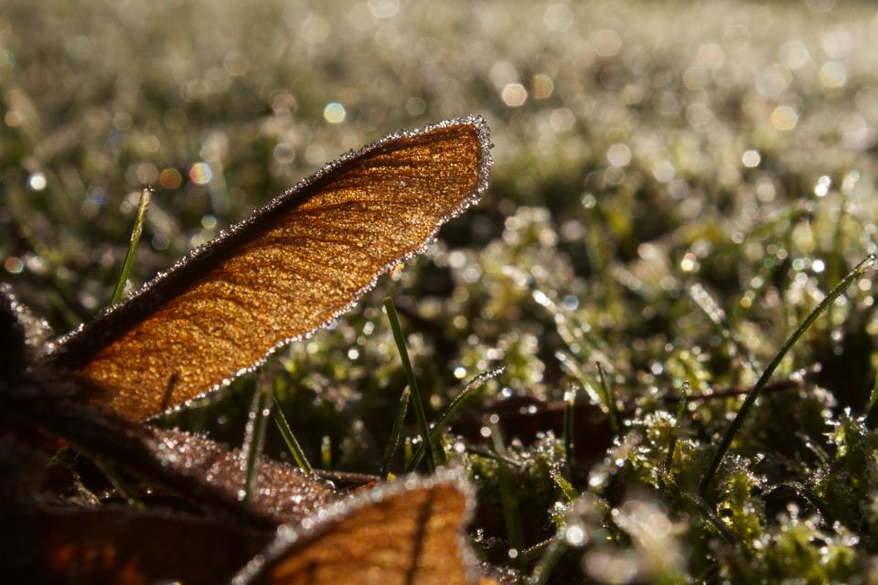 photo by Josh Scholten