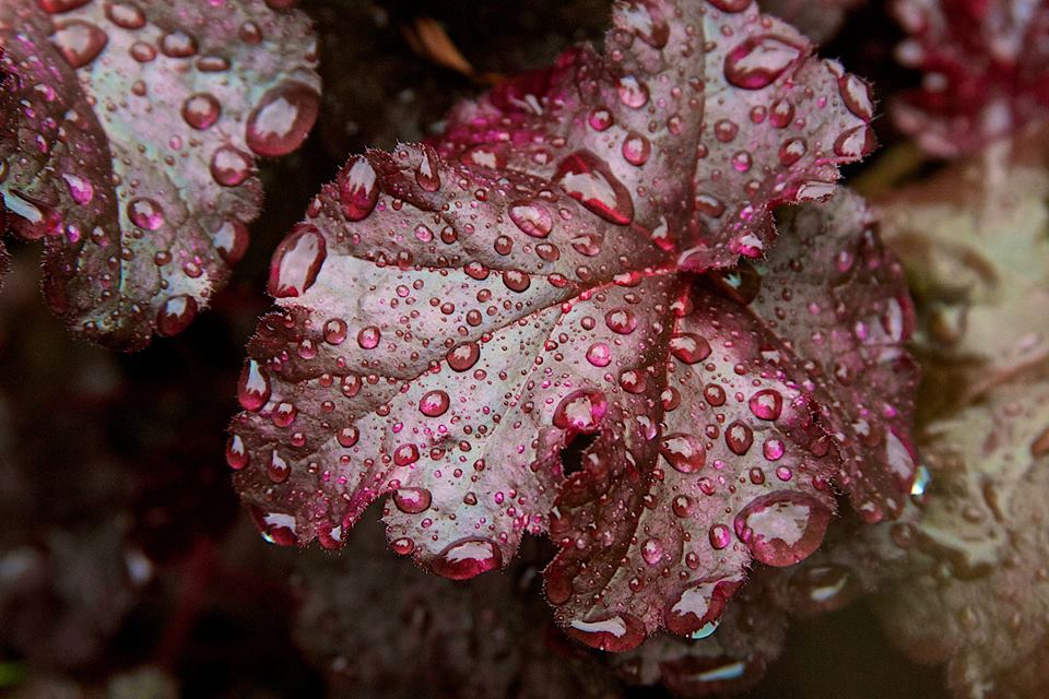 photo by Josh Scholten