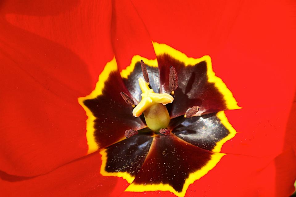 core of a tulip by Josh Scholten