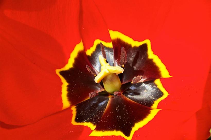 core of a tulip by Josh Scholten