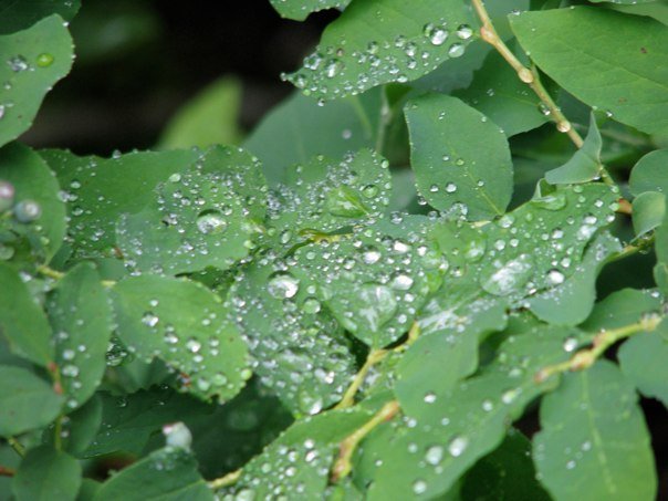 photo by Josh Scholten