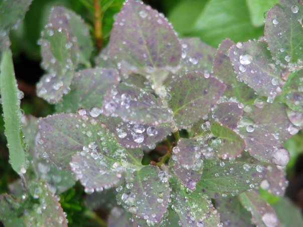 photo by Josh Scholten