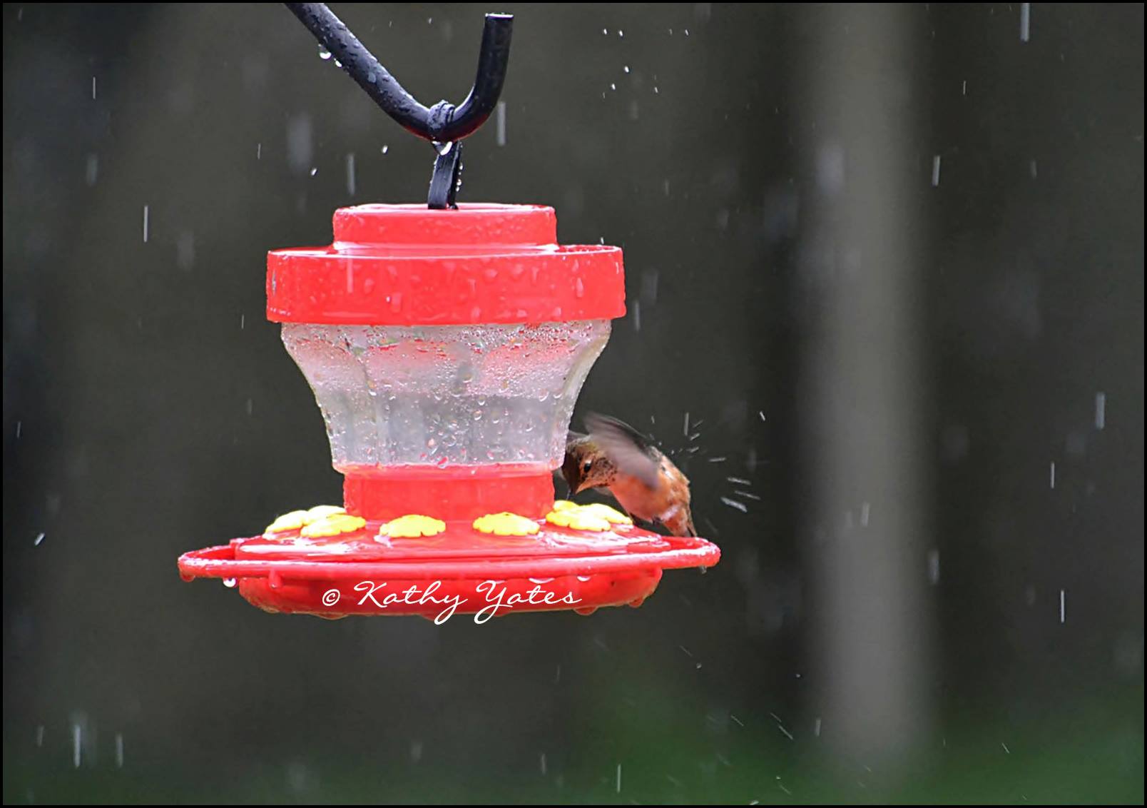 photo by Kathy Yates