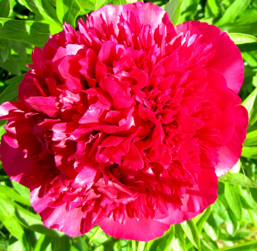 firstpeony