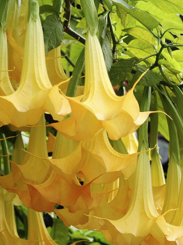 angel trumpet plant