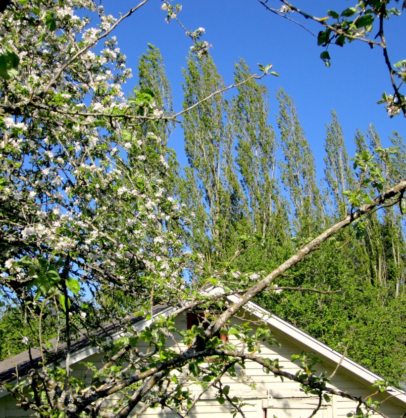 orchardpoplar