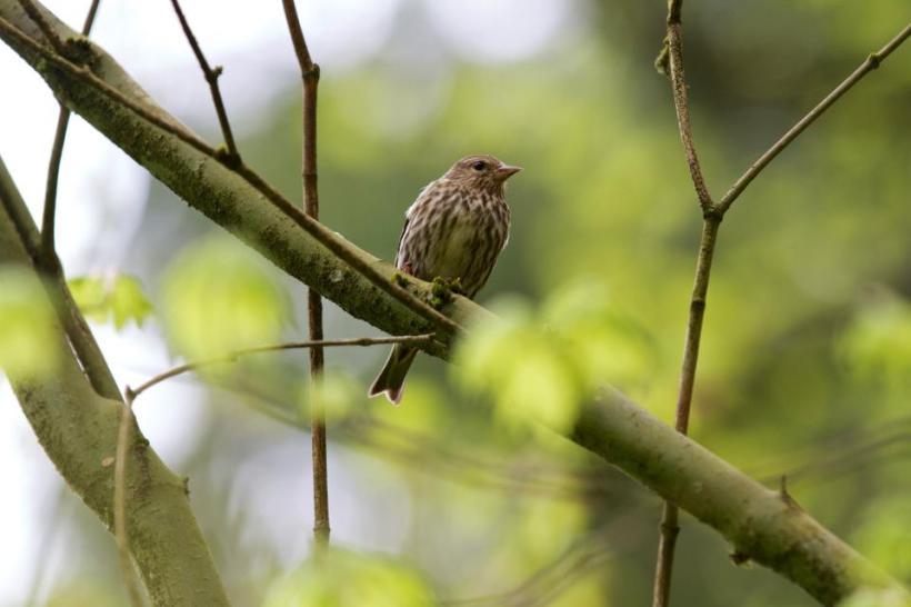 photo by Josh Scholten