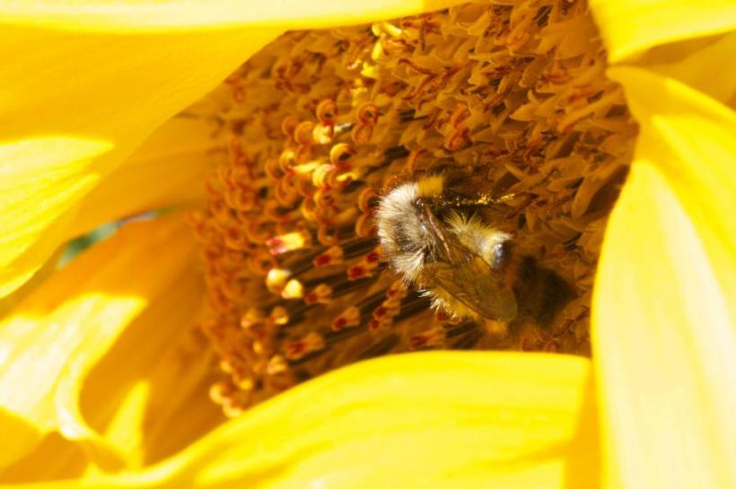 photo by Josh Scholten