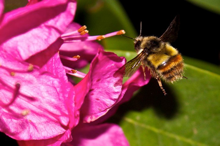 photo by Josh Scholten