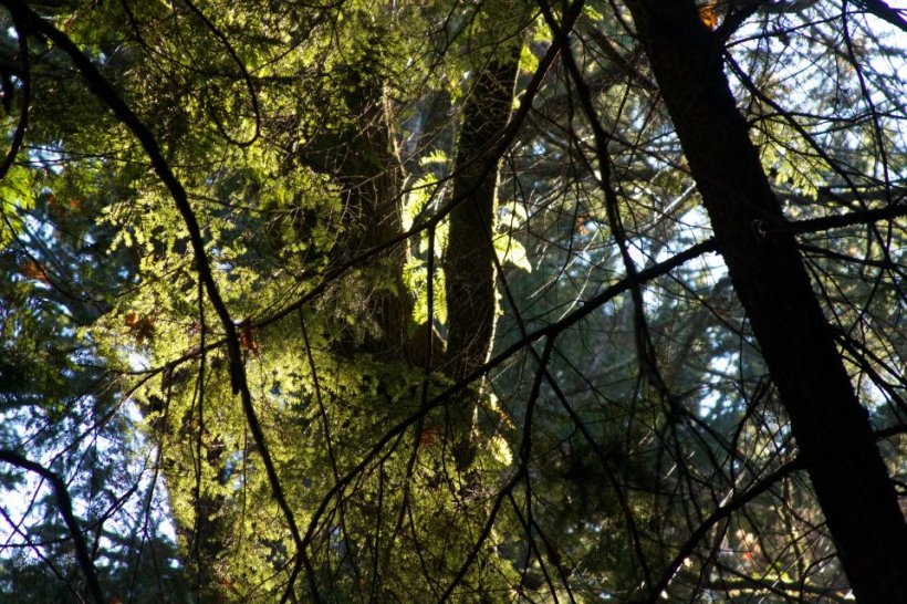 photo by Josh Scholten