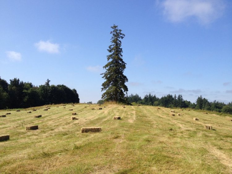 531606_557728686564_1157537123_n