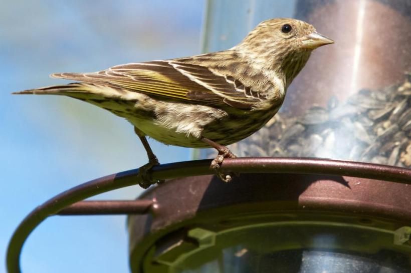 photo by Josh Scholten