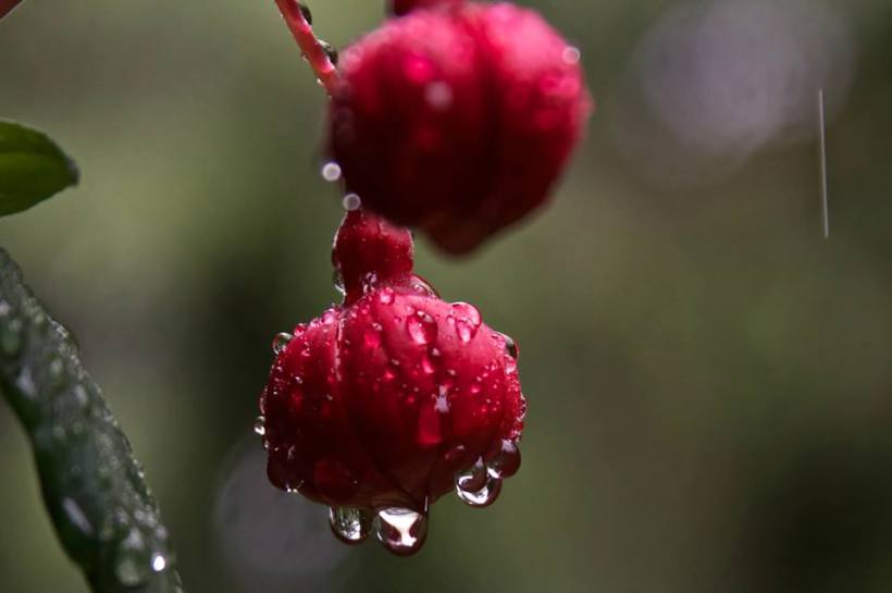 photo by Josh Scholten