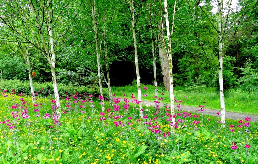 birchwildflowers