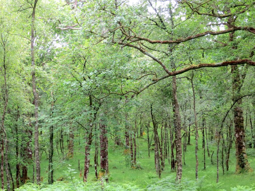 up the banks of Loch Lomond