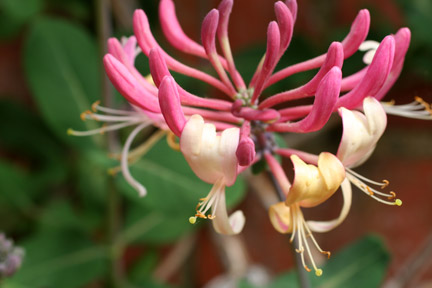 a welcome fragrant respite in the middle of the busy city of Edinburgh --honeysuckle