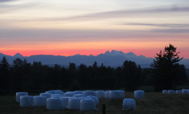 marshmallow fields forever