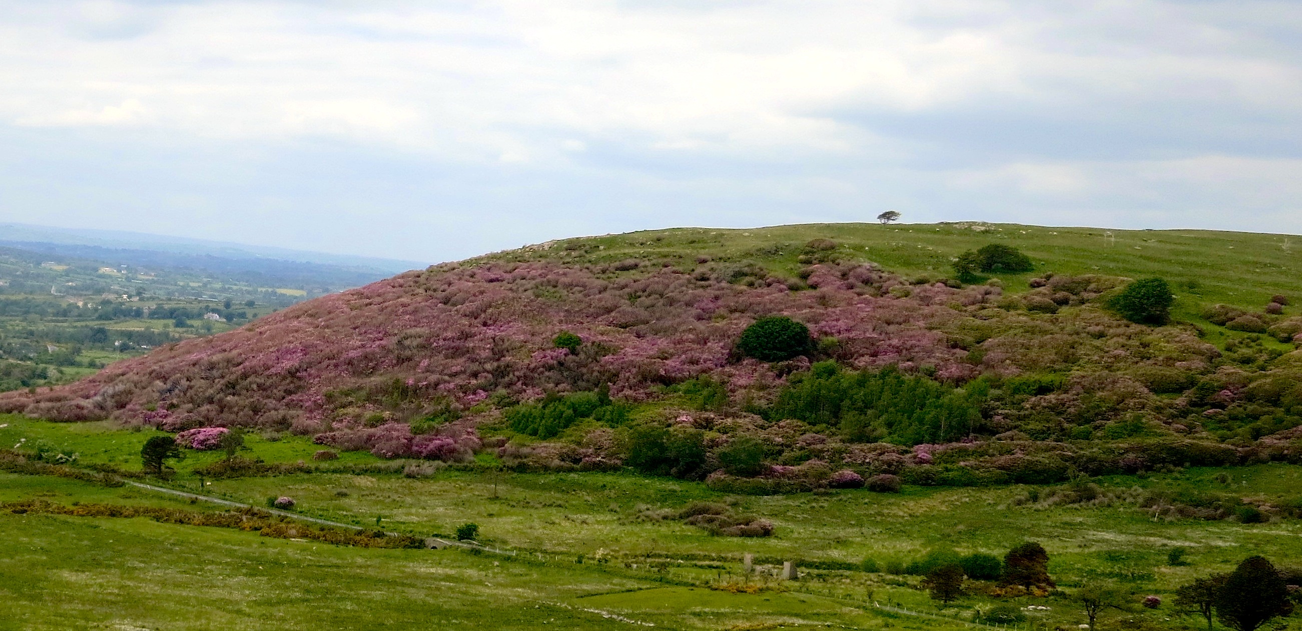 Rhododendron forest in the Mourne Mountains of Northern Ireland