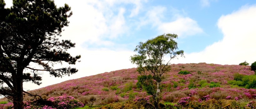 A hillside of rhododendron in the Mourne Mountains, County Down, Ireland