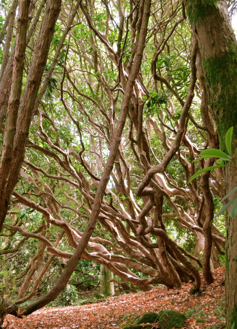 rhodietrunkscontrast2