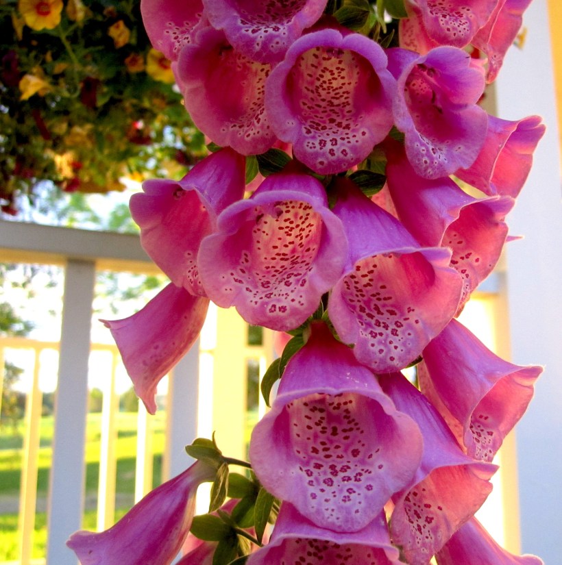 sunsetfoxglove
