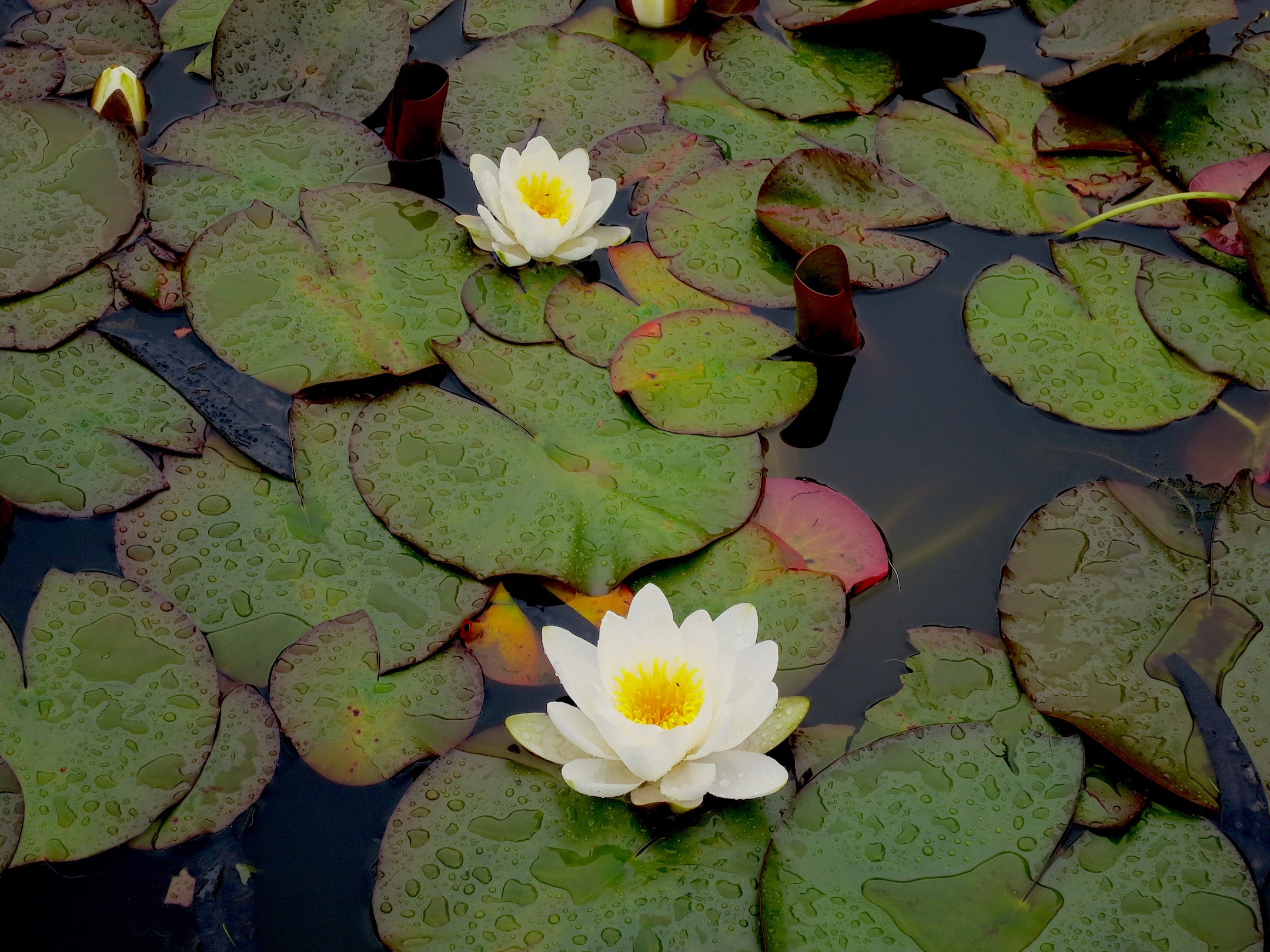 waterlilies2