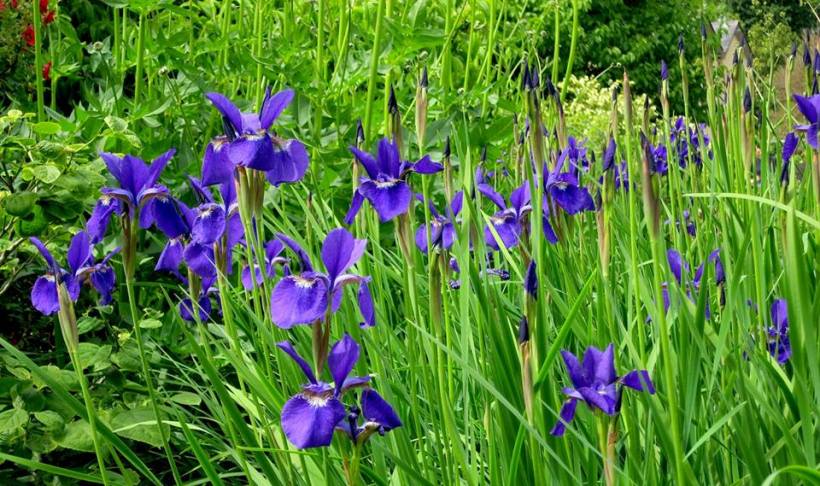 1000044_10151696758281119_412431723_n