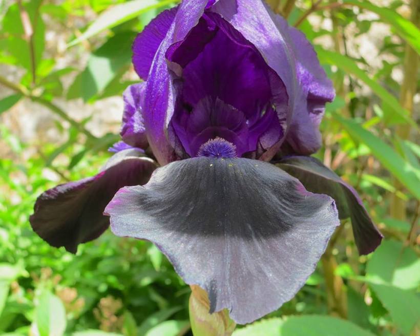 1013913_10151696034356119_1555474438_n