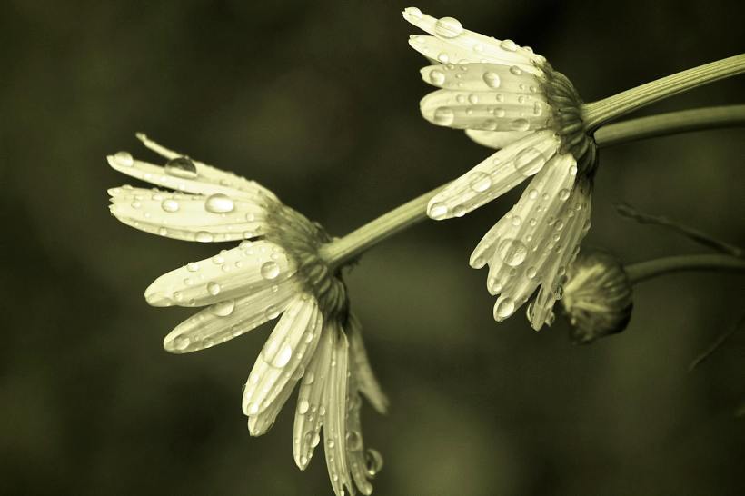 photo by Josh Scholten