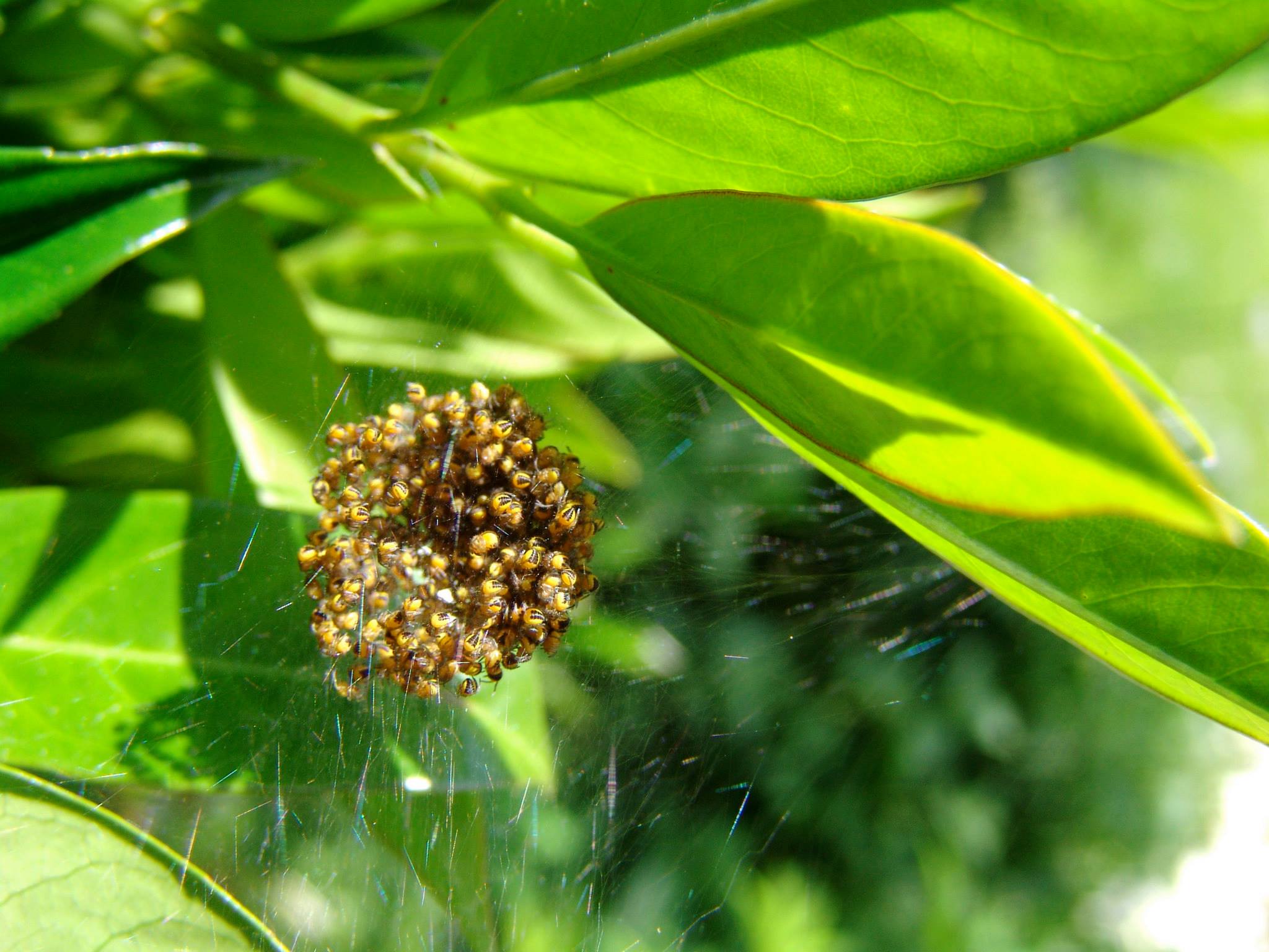 photo by Kate Steensma