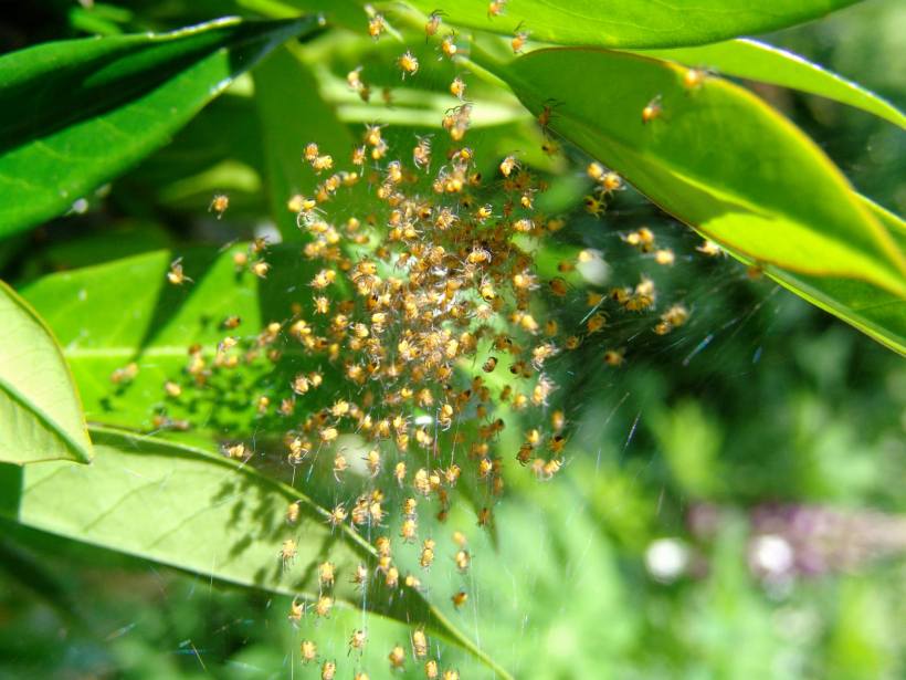 photo by Kate Steensma