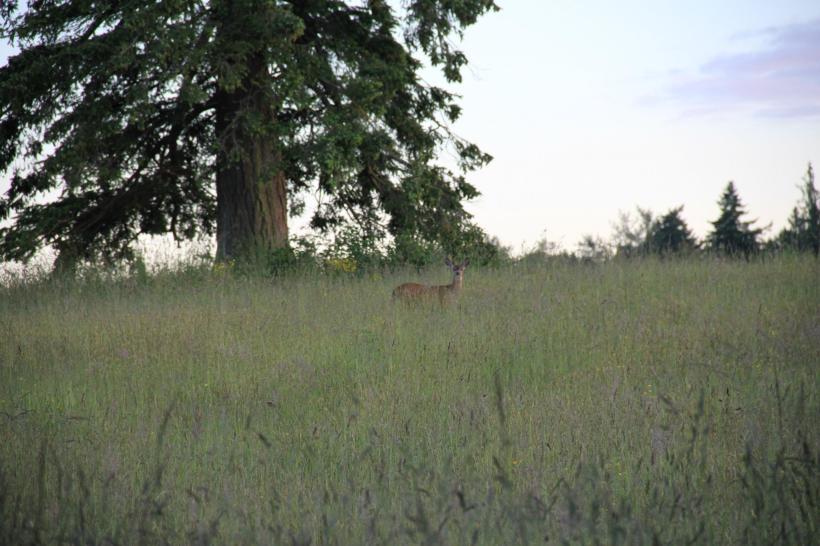 241802_556812762084_1372663240_o