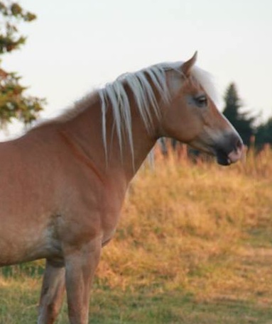 photo by Nate Gibson