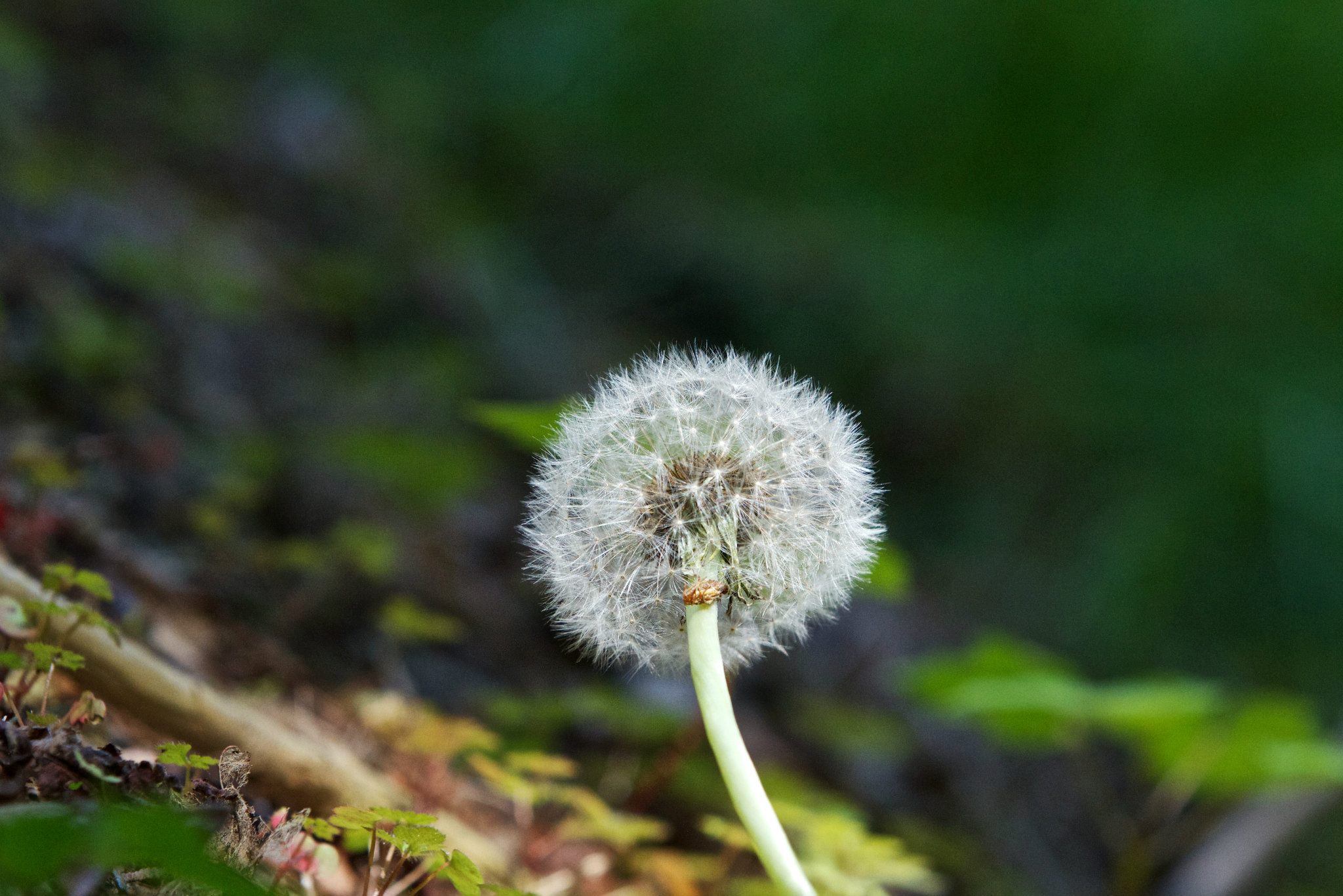 photo by Josh Scholten