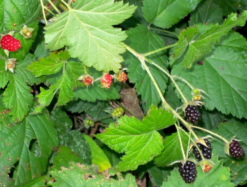 mountainblackberries